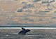 A whale surfaces and breaches, throwing its body into the ocean. 