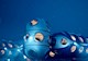 image of an underwater habitat